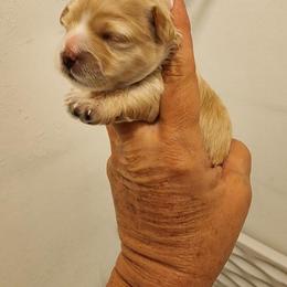 Maltipoo Puppies from Sunset Farm