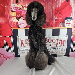 Nifty (Cranberry) - Blue Poodle puppy in Oklahoma from Morgenstern Kennels