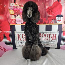 Nifty (Cranberry) - Blue Poodle puppy in Oklahoma from Morgenstern Kennels