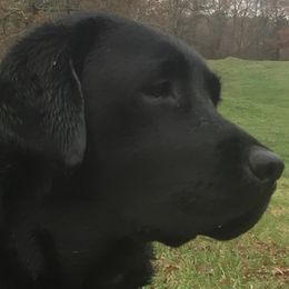 Labrador Retrievers from Fleurdelis Labradors