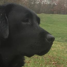 Labrador Retrievers from Fleurdelis Labradors