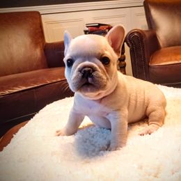 Boy 4 - Cream French Bulldog puppy in Frankenmuth, Michigan from Michigan fresh Coast Frenchies
