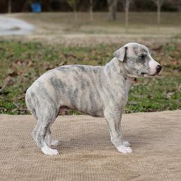 Kudu - Blue brindle male Whippet puppy in Gentry, Arkansas from Mardel Robeson of Mulberry Hollow Whippets