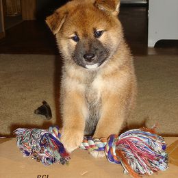 Shiba Inu Puppies from Aria Show Dogs