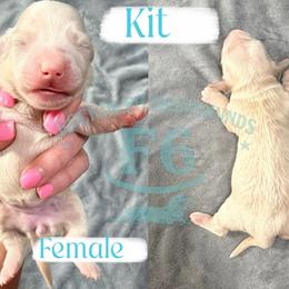 Kit - Cream female Dachshund puppy in Horatio, Arkansas from Rockin F6 Miniature Dachsunds