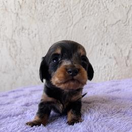 Vega - Dapple male Dachshund puppy in Venice, Florida from Crowline Kennels