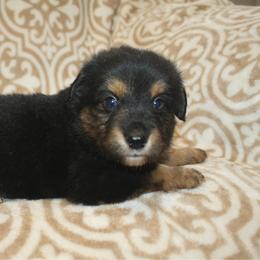 Ranger - Black tri male Toy Australian Shepherd puppy in Licking, Missouri from Burnett Aussies