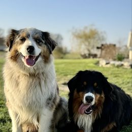 Annie - Australian Shepherd