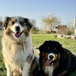 Annie - Australian Shepherd
