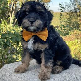 Yellow Collar - Apricot male Goldendoodle puppy in Waterford, California from Windy Hill Doodles