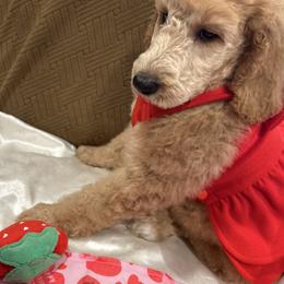 Rosie - Apricot female Poodle puppy in Mobile, Alabama from Semmy’s Standard Poodle LLC