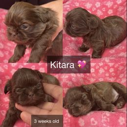 Kitara - Chocolate female Shih Tzu puppy in Orange, California from Shih Tzu Hauz