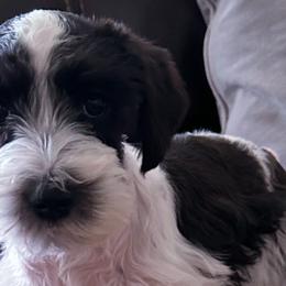 Miniature Schnauzers and Poodles from Bobo’s Babies Kennels