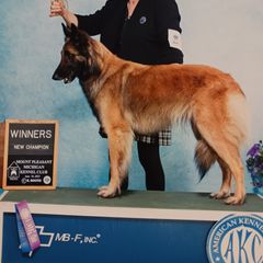Belgian Tervuren All Grown Up from Sherry's Time Flies Tervurens