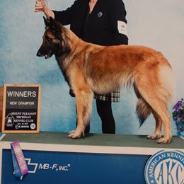 Belgian Tervuren All Grown Up from Sherry's Time Flies Tervurens