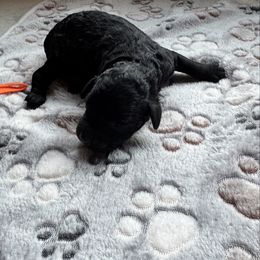 Black Male - Black male Bernedoodle puppy in Constableville, New York from Zehr’s Labradoodles & Bernedoodles