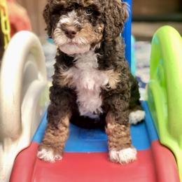 Bernedoodle and Goldendoodle Puppies from Candy Doodles