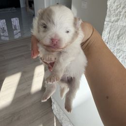 Boy 1 - Lavender male Pomeranian puppy in Meridian, Idaho from Precious poms