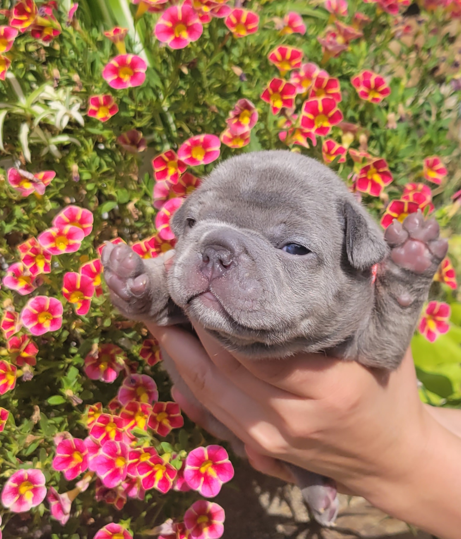 French Bulldog Puppies from Zoomie Time Frenchies