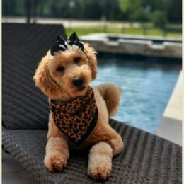 Lennon - Goldendoodle