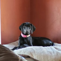 Girl 3 - Black German Shorthaired Pointer puppy in Ashville, Ohio from Joyce Shively