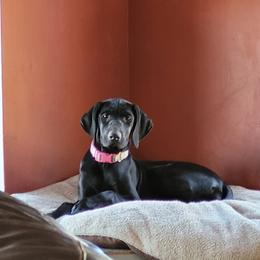Girl 3 - Black German Shorthaired Pointer puppy in Ashville, Ohio from Joyce Shively