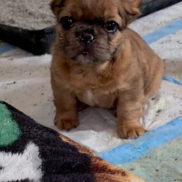 Missy - Fawn and white female French Bulldog puppy in Charlotte, North Carolina from Solid Bulls Kamp LLC