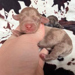 Girl 1 - Dapple female Dachshund puppy in Umatilla County, Oregon from Divine Dogs