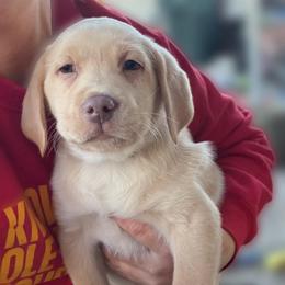 Forrest - Yellow male Labrador Retriever puppy in Baldwin City, Kansas from Hedge Lane Labradors
