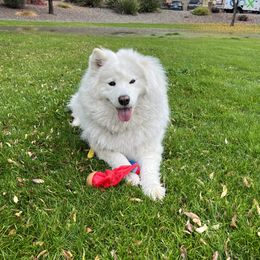Trixie - Samoyed