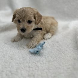 Black collar - Apricot male Maltipoo puppy in Denair, California from 209PuppiesCaliforniaMaltipoo