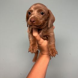 Dachshund and Pomeranian Puppies from Gracie Lail