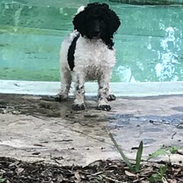 Poodle Puppies from Southern Standards