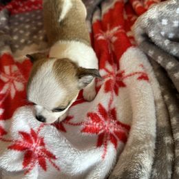 Chihuahua Puppies from Longview Chihuahua's