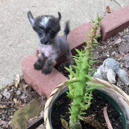 Chihuahua and Chinese Crested Puppies from Western Kentucky Chihuahua’s and Chinese Crested’s