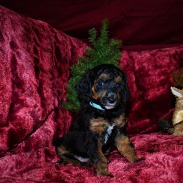 Dancer-  G1 Blue female - Phantom female Poodle puppy in Nelson, Missouri from MD Triple Creek Ranch