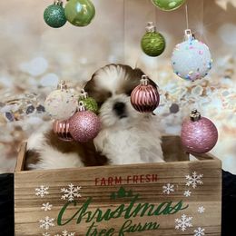 Will - Gold and white male Shih Tzu puppy in Silver Lake, Oregon from Bling Shih Tzu