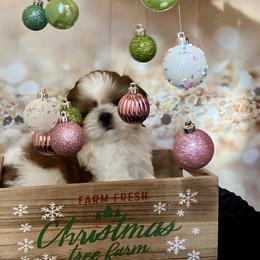 Will - Gold and white male Shih Tzu puppy in Silver Lake, Oregon from Bling Shih Tzu
