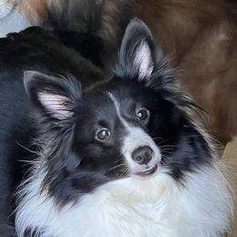 Gidget - Shetland Sheepdog