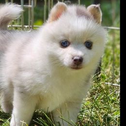 Honey - Merle Pomsky puppy in Wheeling, Illinois from Bear Cave Pomskies