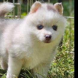 Honey - Merle Pomsky puppy in Wheeling, Illinois from Bear Cave Pomskies
