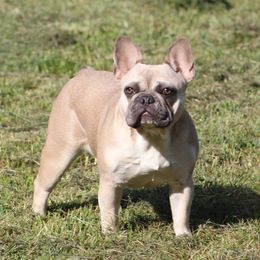 Raya - French Bulldog