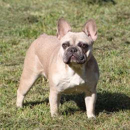 Raya - French Bulldog