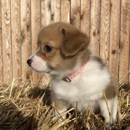Pembroke Welsh Corgi Puppies from Whistling Wind Corgi’s