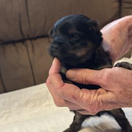 Puppy 2 - Black and tan male Yorkshire Terrier puppy in Elizabeth, Indiana from Dwayne’s Yorkshire Terriers
