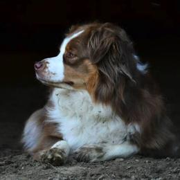 Australian Shepherds from Jenkins Feed
