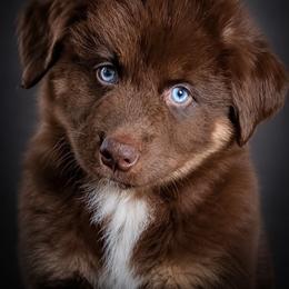 Snickers - Red tri-color male Australian Shepherd puppy in Fultonville, New York from Sandy Aussies & Pomeranians