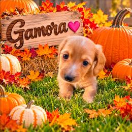 Gamora - Red female Dachshund puppy in Vacaville, California from SchmooterBabies