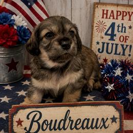 BOUDREAUX- CKC REGISTERED - Black and cream male Dachshund puppy in Sumner, Texas from CBL Doxies