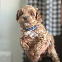 Sir Max - Apricot male Maltipoo puppy in Southern,, California from Maltipoo Tiny Pups & More